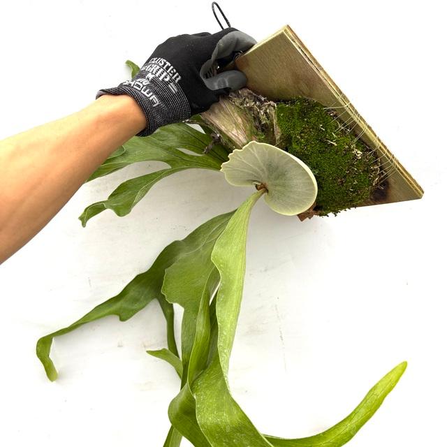 現品) ビカクシダ スパーバム (No.40985) (コウモリラン 観葉植物