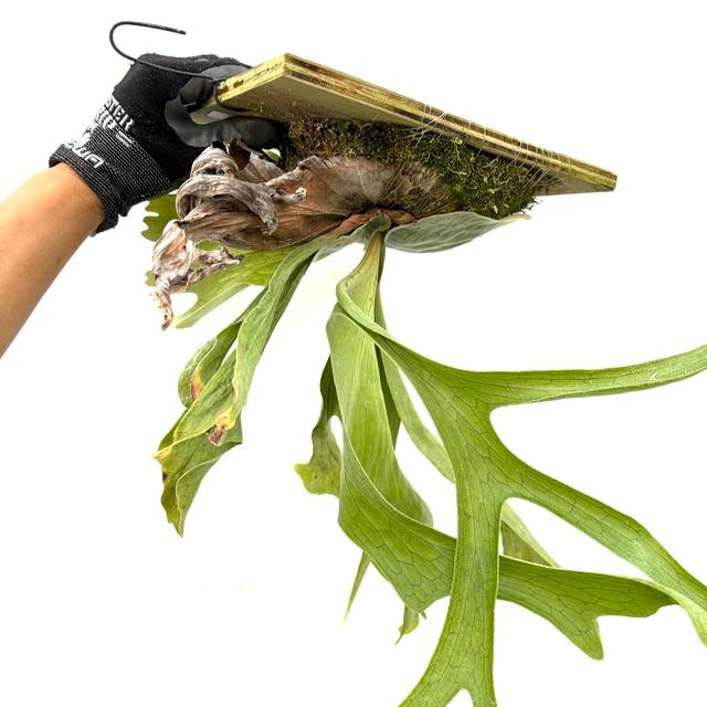 現品) ビカクシダ スパーバム (No.40985) (コウモリラン 観葉植物
