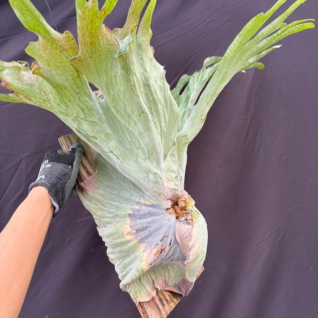 まさまる　ビカクシダ まさまる様 専用 ビカクシダ