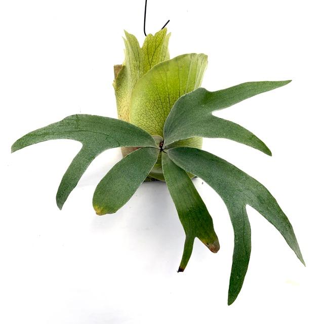 現品) ビカクシダ (ビフルカツム cv.マジュス × ウィリンキー) (pup