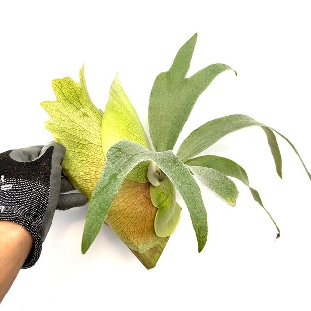 現品) ビカクシダ (ビフルカツム cv.マジュス × ウィリンキー) (pup