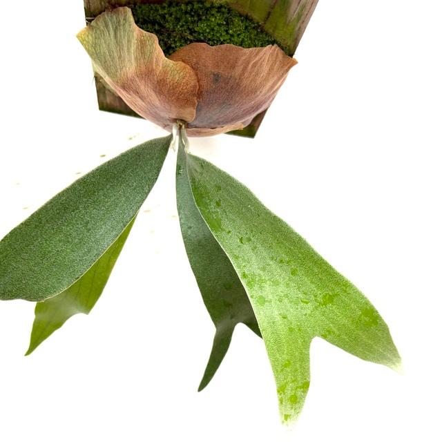 現品) ビカクシダ (ビフルカツム cv.マジュス × ウィリンキー) (pup