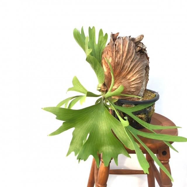 現品 コウモリラン コロナリウム No 40coronaa 観葉植物 ビカクシダ プラティセリウム おしゃれ 吊り下げ 大型 インテリア Platycerium Coronarium Www Workplace No