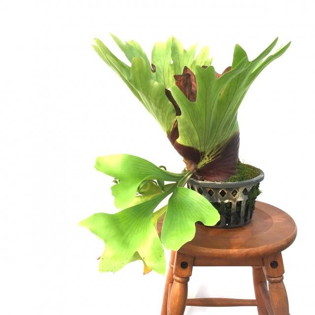 現品 コウモリラン コロナリウム No 40coronac 観葉植物 ビカクシダ プラティセリウム おしゃれ 吊り下げ 大型 インテリア Platycerium Coronarium Www Kitsparana Com Br