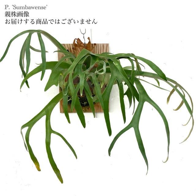 ビカクシダ　ウィリンキー　サンバウェンセ 現品) ビカクシダ サンバウェンセ (pup) (No.41001) (コウモリラン