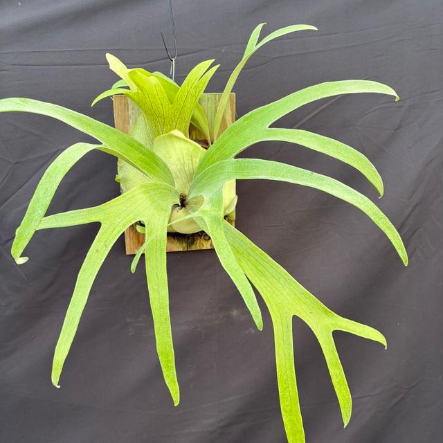 P.Willinckii cv.Sumbawense ビカクシダ P. Sumbawense 成長記録 2024.3.16｜🍀GreenSnap（グリーンスナップ）