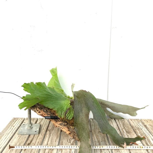 ビカクシダ苗、5種類セット ビカクシダ販売 | STORES