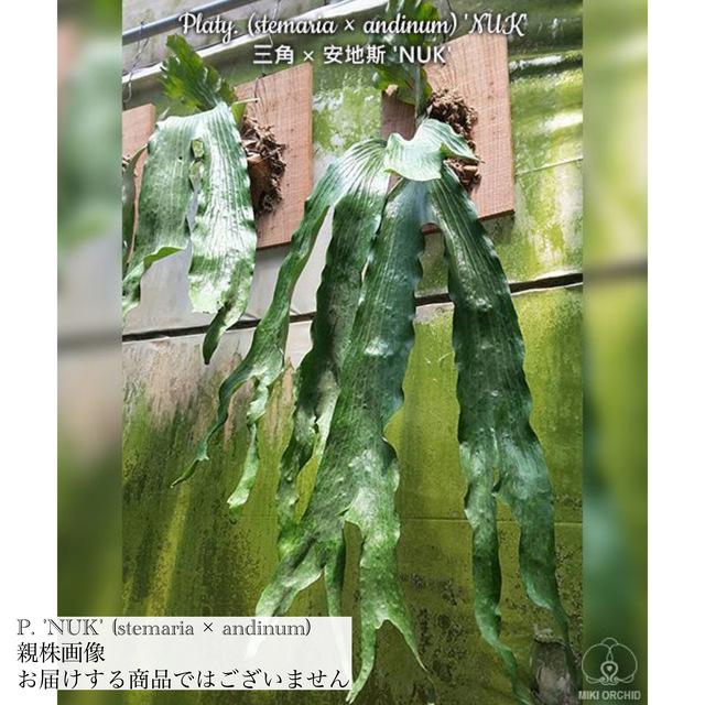 現品) ビカクシダ 'NUK' (TC) (No.41005) (コウモリラン 観葉植物