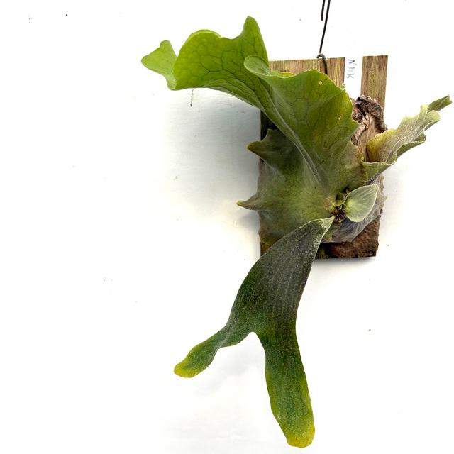 現品) ビカクシダ 'NUK' (TC) (No.41005) (コウモリラン 観葉植物