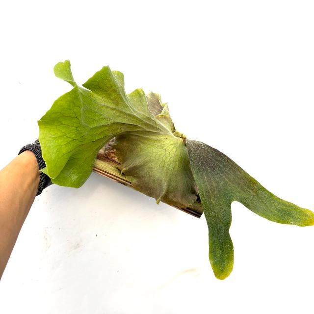現品) ビカクシダ 'NUK' (TC) (No.41005) (コウモリラン 観葉植物