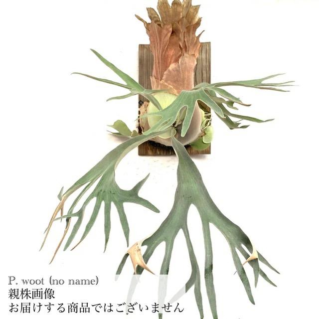 現品) ビカクシダ ウート ノーネーム (pup) (No.41012) (コウモリラン