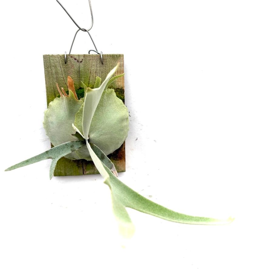 M*s様 親株出品 ビーチー ワイルド vp#1 ビカクシダ ベイチーワイルド (P. veitchii wild vp#1) ビーチーワイルド