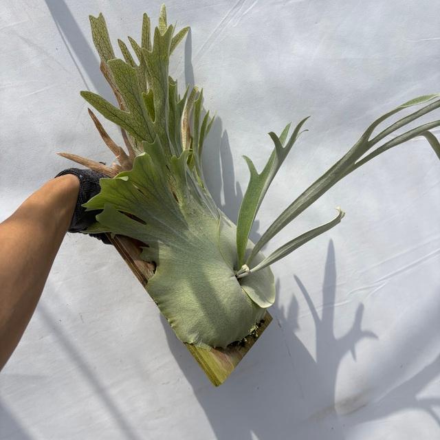 ビカクシダ ビーチー ビカクシダ ビーチー (Platycerium Veitchii)について - 近藤仁の公式HP