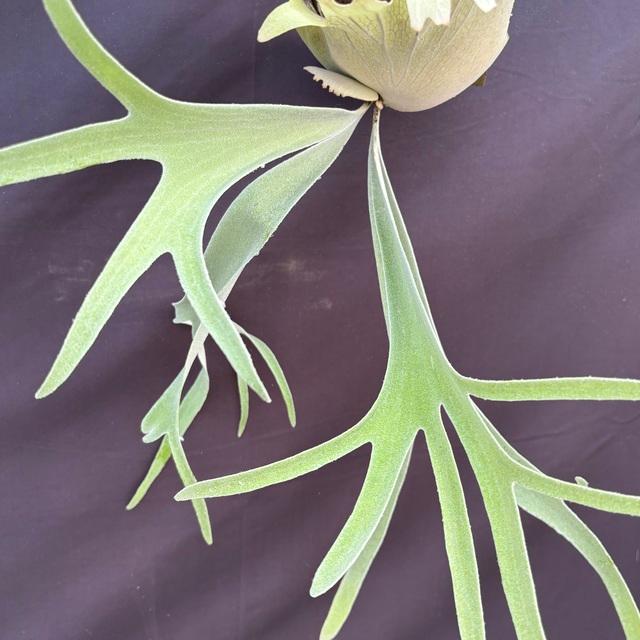 現品) ビカクシダ ビーチー ワイルド (pup) (No.41013) (コウモリラン