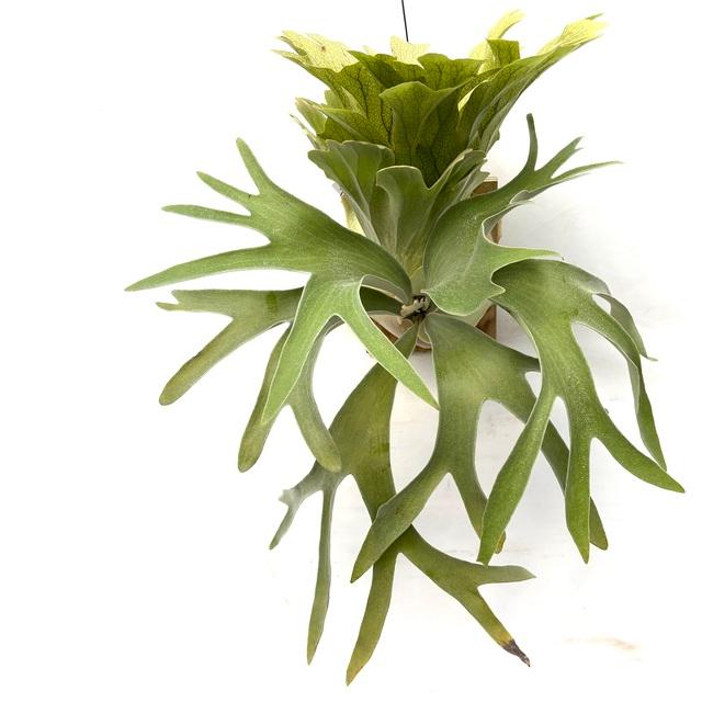 現品) ビカクシダ ウィリンキー 'ポールベスパ' (pup) (No.41020