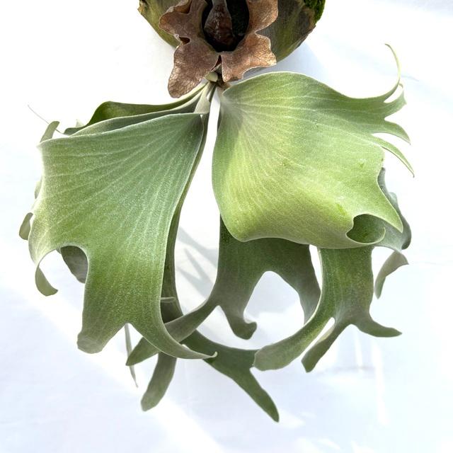 現品) ビカクシダ ウィリンキー 'ポールベスパ' (pup) (No.41020