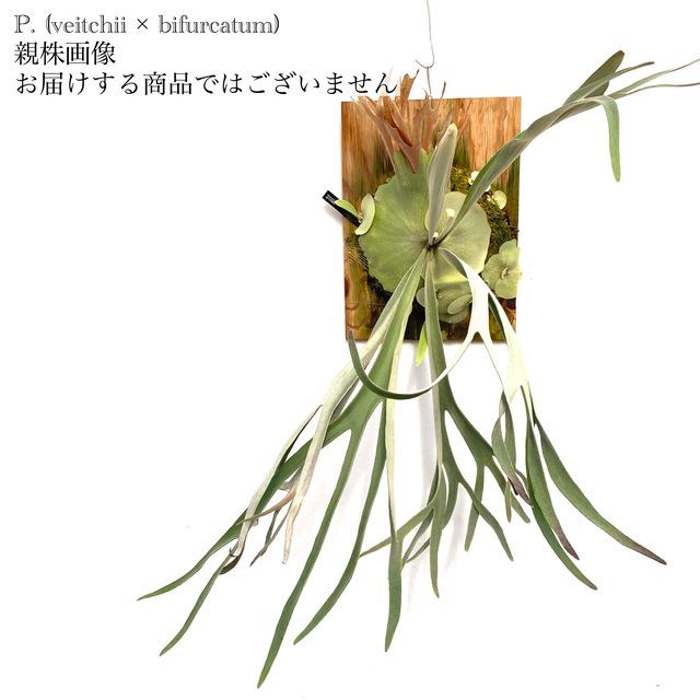 現品) ビカクシダ (ビーチー × ビフルカツム) (pup) (No.41021