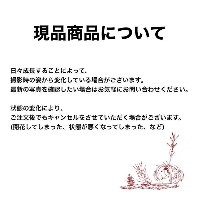 (現品) コウモリラン ビーチー 'レモイネイ' (No.41022) (ビカクシダ プラティセリウム 観葉植物 ヴィーチー ベイチー Platycerium veitchii 'Lemoinei')｜bandlaqua｜04