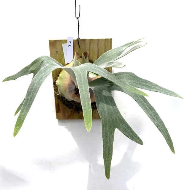 現品) ビカクシダ 'バンビ' (pup) (No.41023) (コウモリラン 観葉植物