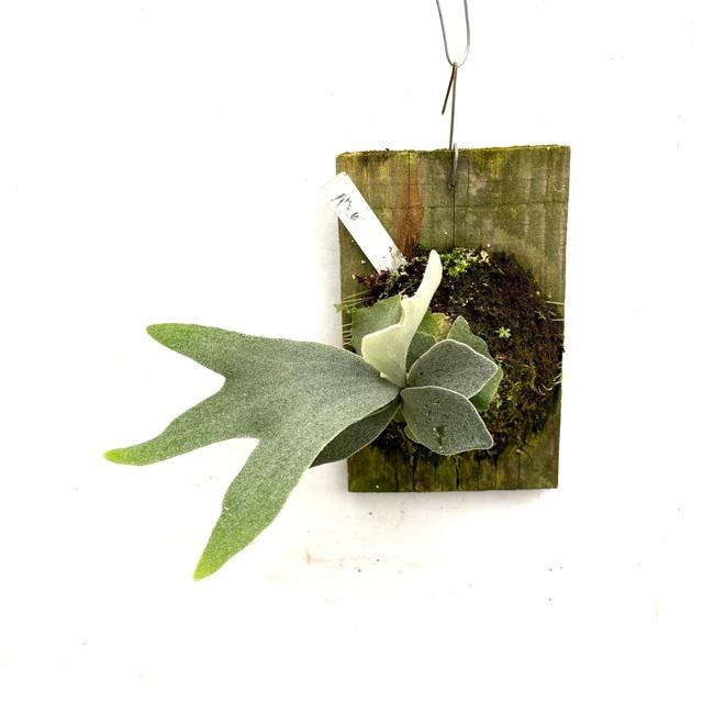 現品) ビカクシダ 'バンビ' (pup) (No.41023) (コウモリラン 観葉植物