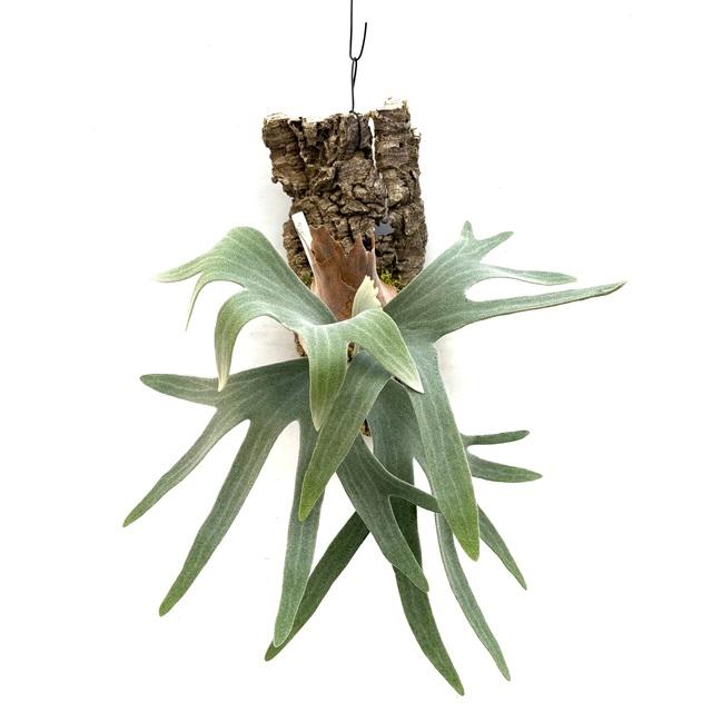 現品) ビカクシダ 'バンビ' (pup) (No.41023) (コウモリラン 観葉植物
