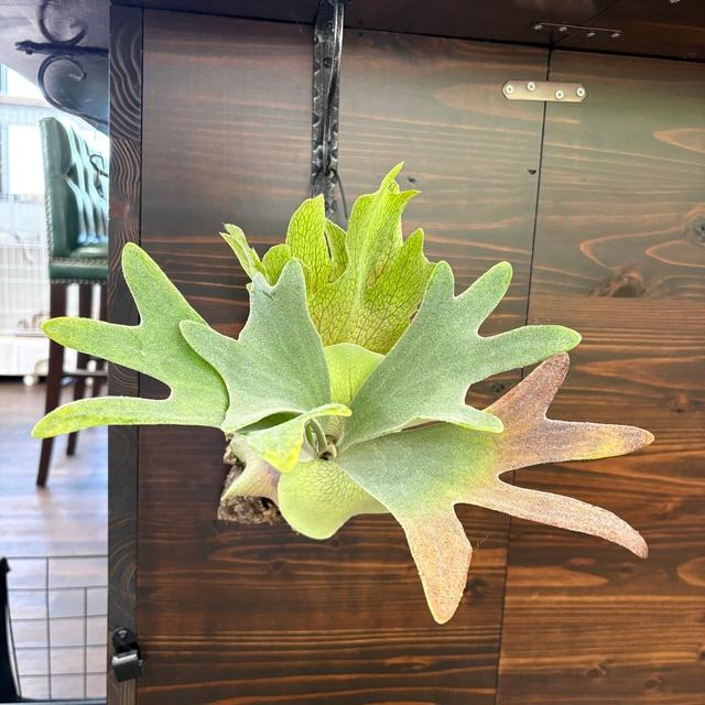 現品) ビカクシダ 'バンビ' (pup) (No.41023) (コウモリラン 観葉植物
