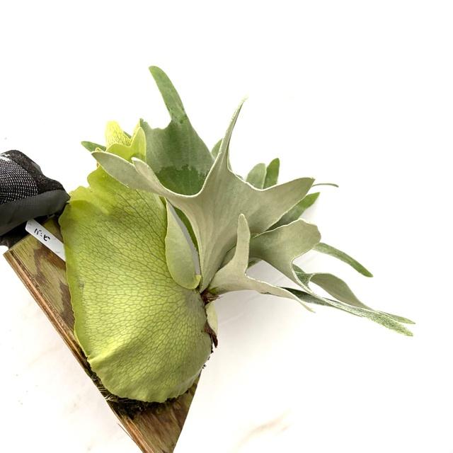 現品) ビカクシダ 'バンビ' (pup) (No.41023) (コウモリラン 観葉植物