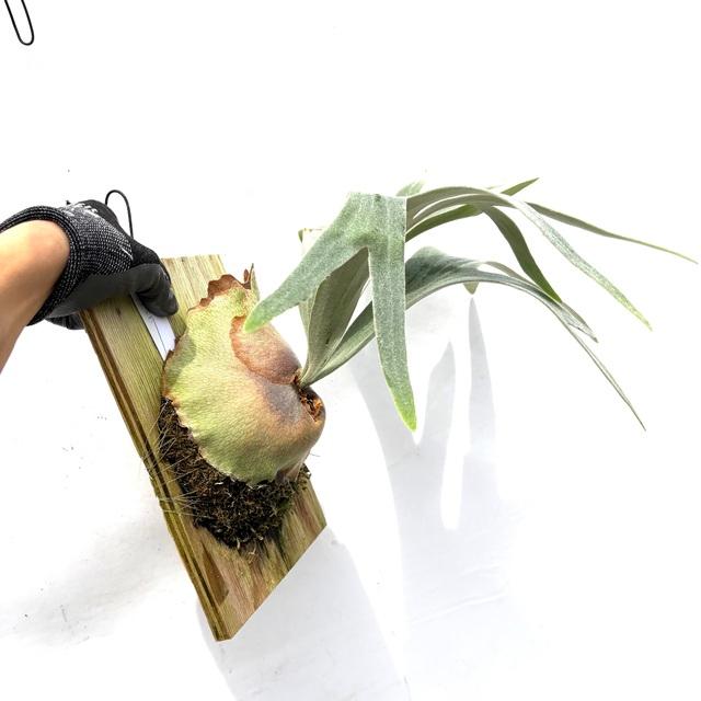 現品) ビカクシダ 'バンビ' (pup) (No.41023) (コウモリラン 観葉植物
