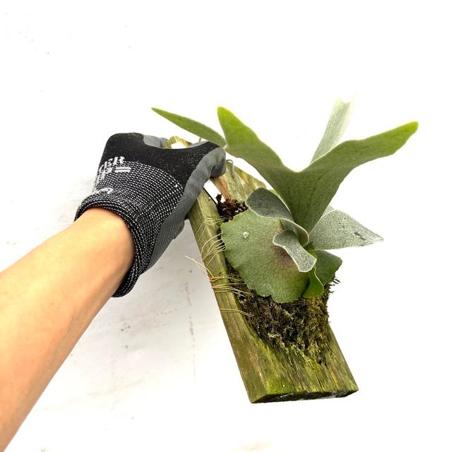 現品) ビカクシダ 'バンビ' (pup) (No.41023) (コウモリラン 観葉植物