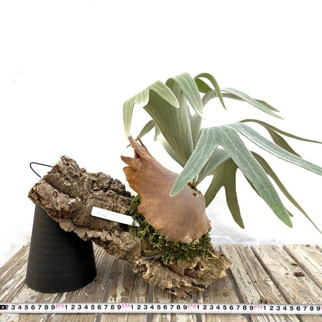 現品) ビカクシダ 'バンビ' (pup) (No.41023) (コウモリラン 観葉植物