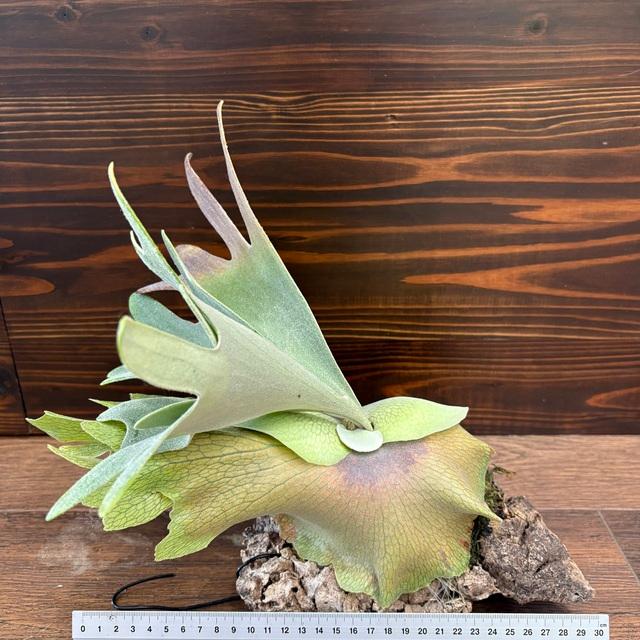 現品) ビカクシダ 'バンビ' (pup) (No.41023) (コウモリラン 観葉植物