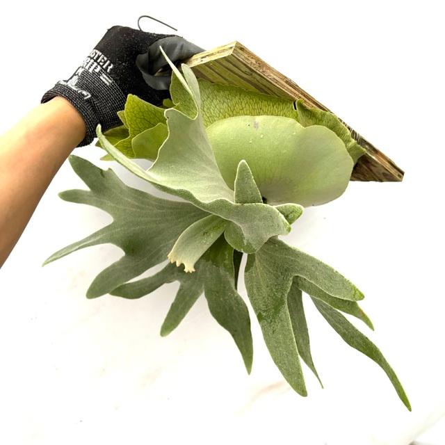 現品) ビカクシダ 'バンビ' (pup) (No.41023) (コウモリラン 観葉植物