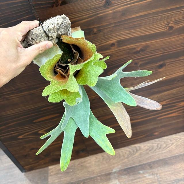 現品) ビカクシダ 'バンビ' (pup) (No.41023) (コウモリラン 観葉植物