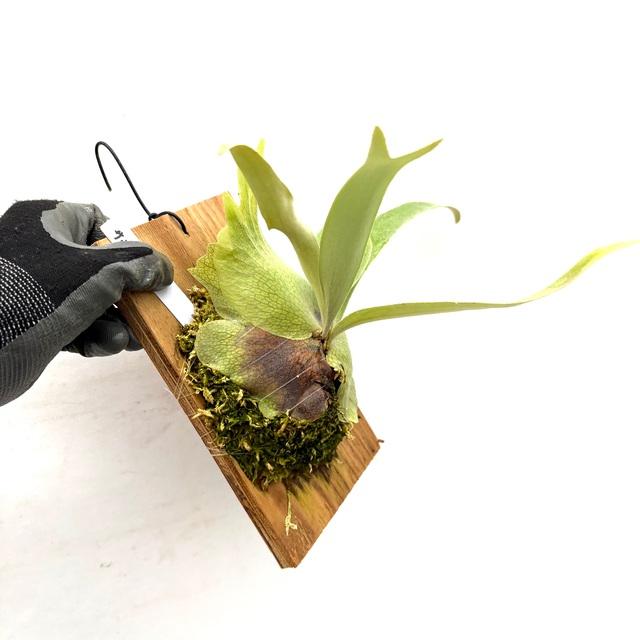 現品) ビカクシダ 'サウスシー' (pup) (No.41027) (コウモリラン 観葉