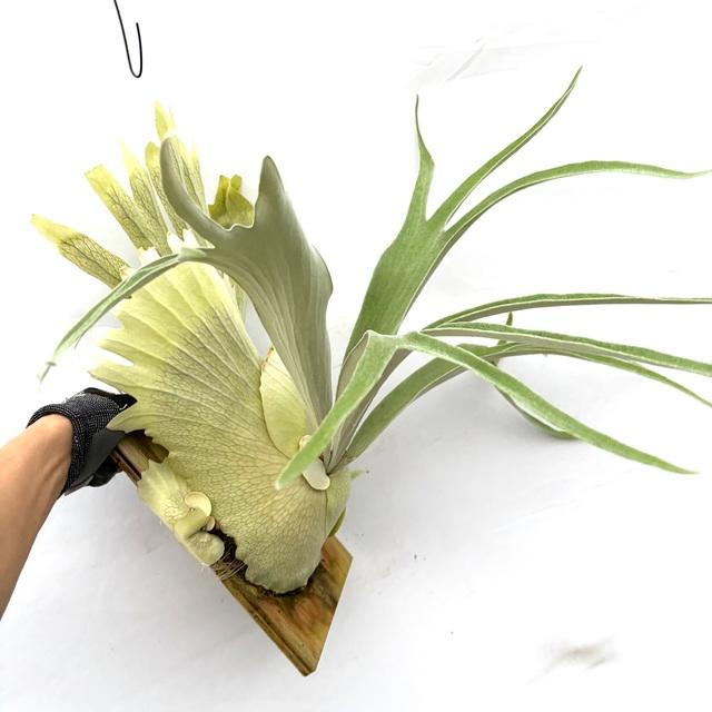 ビカクシダ　モンキーノース ビカクシダ モンキーノース ビカクシダ モンキーノース ビカクシダ