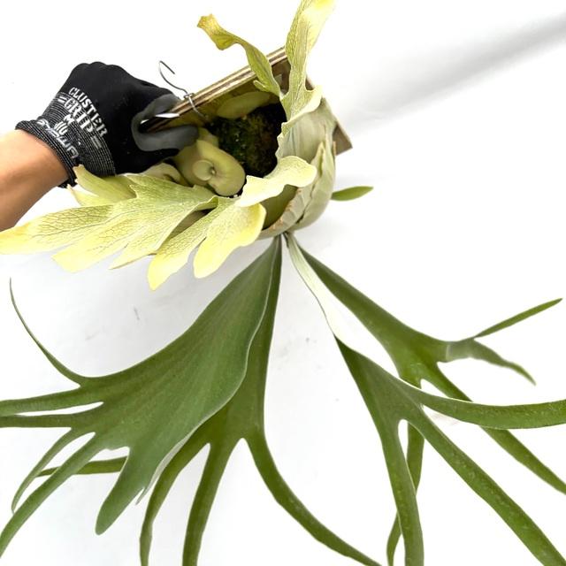 ビカクシダ　Neguse pup Yahoo!オークション - P. 'neguse' ビカクシダ 子株