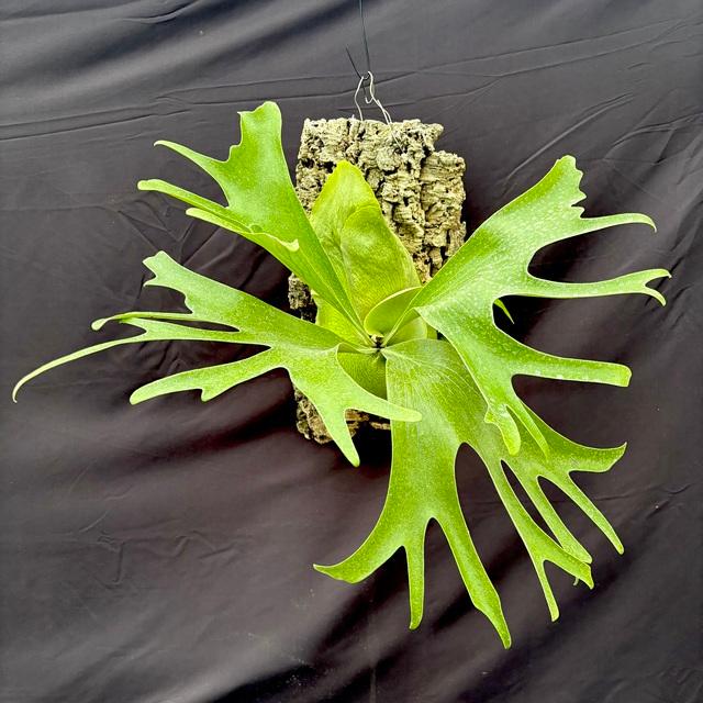 現品) ビカクシダ 'ムース' 板付 TC苗 (No.41034) (ビカクシダ ヒリー