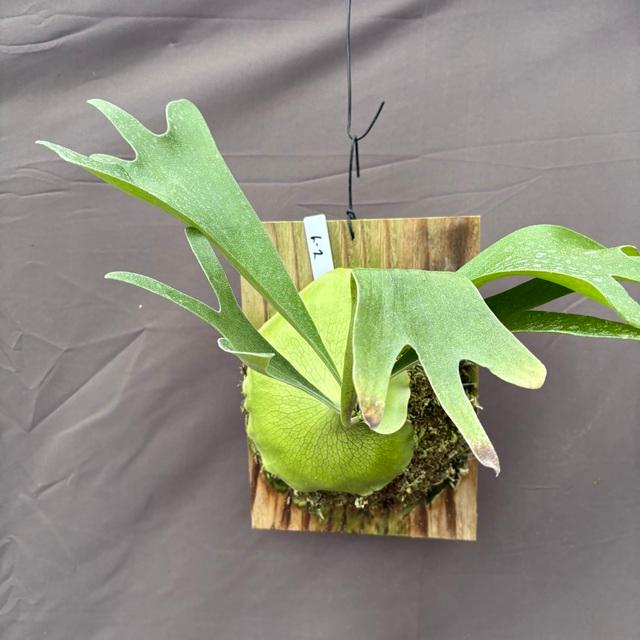 現品) ビカクシダ 'ムース' (TC) (No.41034) (コウモリラン 観葉植物