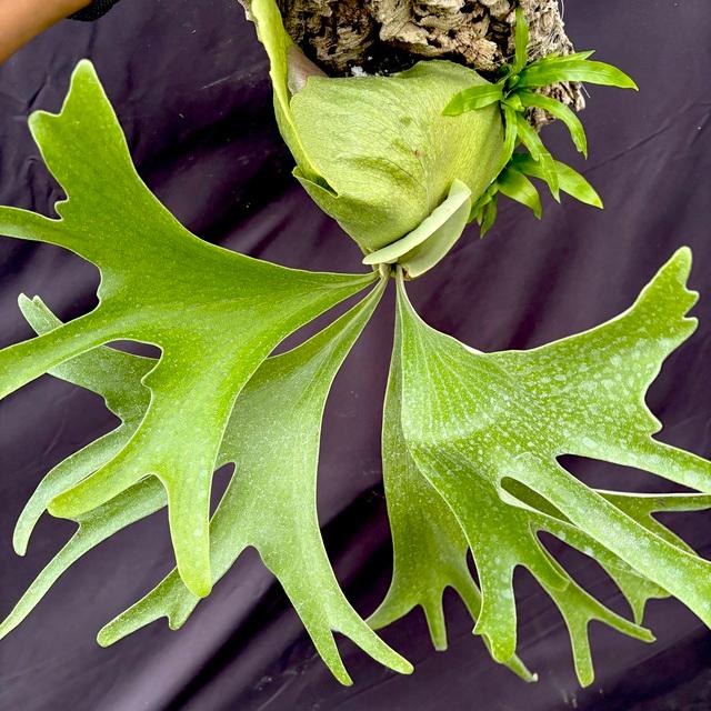 現品) ビカクシダ 'ムース' 板付 TC苗 (No.41034) (ビカクシダ ヒリー