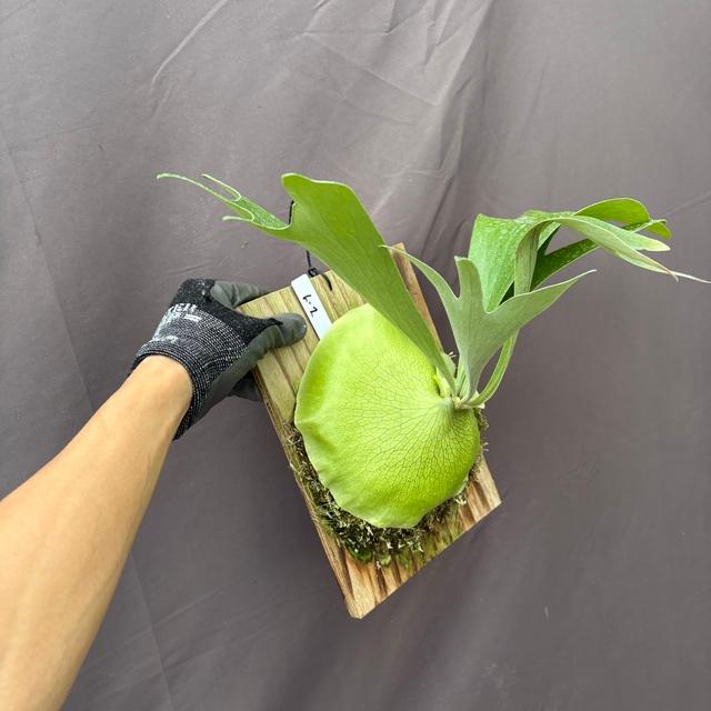 現品) ビカクシダ 'ムース' (TC) (No.41034) (コウモリラン 観葉植物