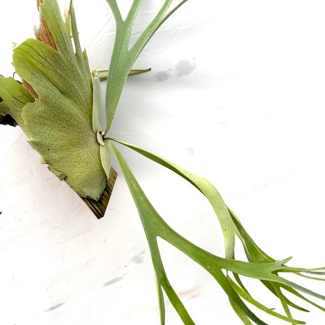 現品) ビカクシダ 'ホワイト&シャイン' (TC) (No.41041) (コウモリラン