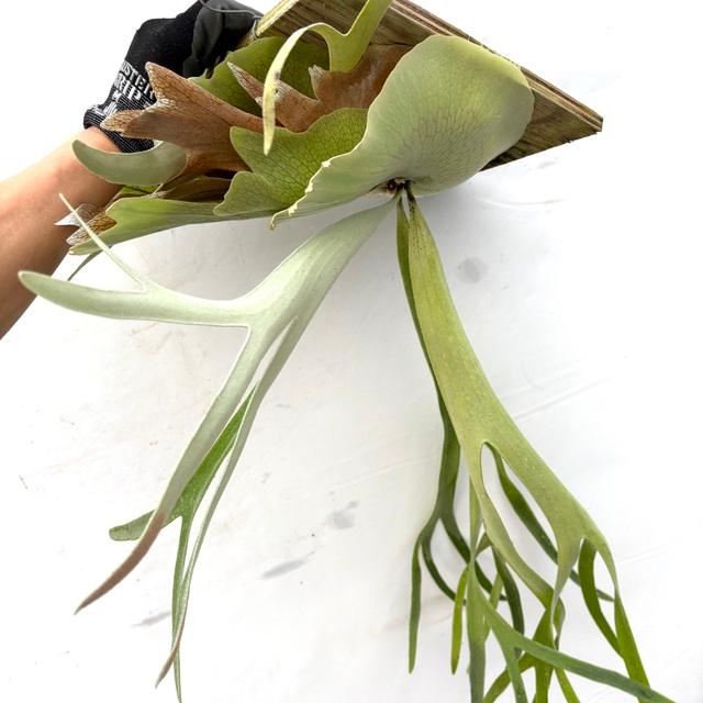 現品) ビカクシダ 'ホワイト&シャイン' (TC) (No.41041) (コウモリラン