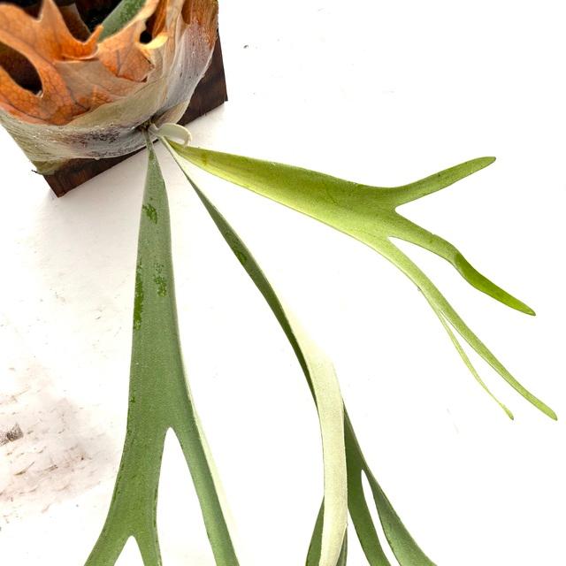 現品) ビカクシダ 'ホワイト&シャイン' (TC) (No.41041) (コウモリラン