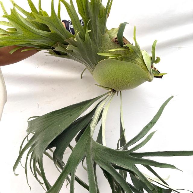 現品) ビカクシダ 'カーディナルス' (TC苗) (No.41042) (コウモリラン