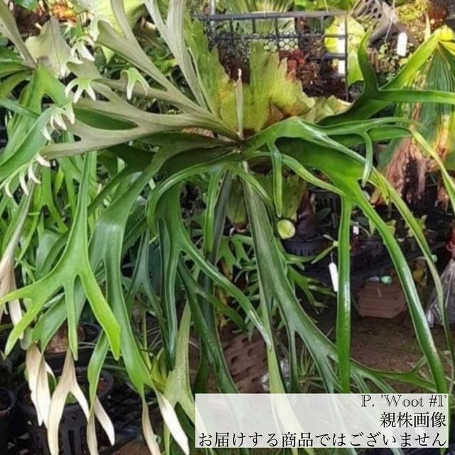 ビカクシダ P.woot vp#1 OC 現品) ビカクシダ woot #1 (pup) (No.41043) (コウモリラン 観葉植物