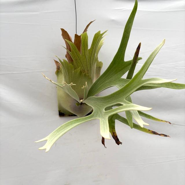 現品) ビカクシダ woot #1 (pup) (No.41043) (コウモリラン 観葉植物