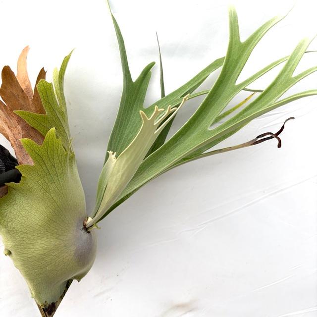 現品) ビカクシダ woot #1 (pup) (No.41043) (コウモリラン 観葉植物
