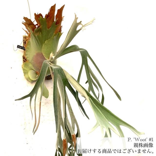 現品) ビカクシダ woot #1 (pup) (No.41043) (コウモリラン 観葉植物