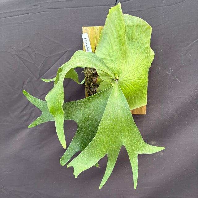 現品) ビカクシダ 交配種(ホルタミー × エリシー) (TC) (No.41050