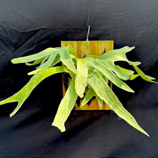 ビカクシダ　15種　② 楽天市場】(現品) ビカクシダ 'モンキーシルバー' #3 (pup) (No